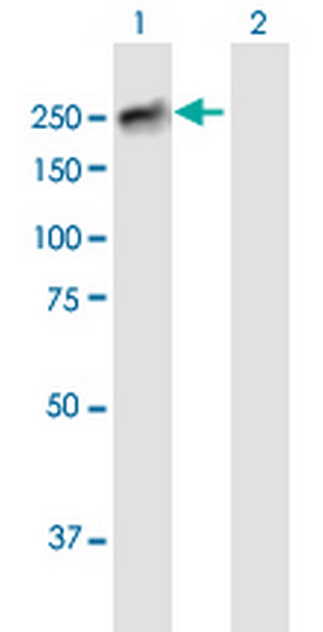 BCORL1 Antibody in Western Blot (WB)