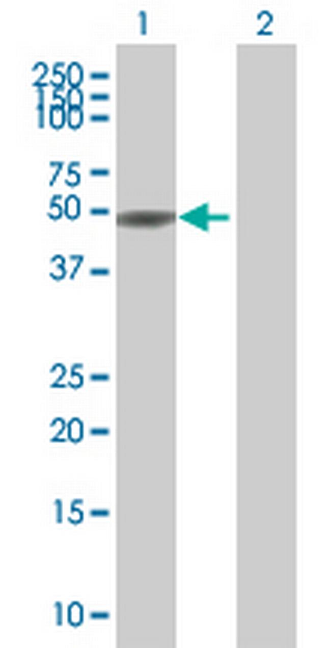 DMRTC2 Antibody in Western Blot (WB)