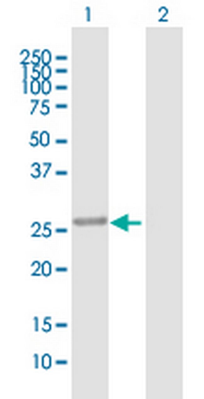 MAWBP Antibody in Western Blot (WB)