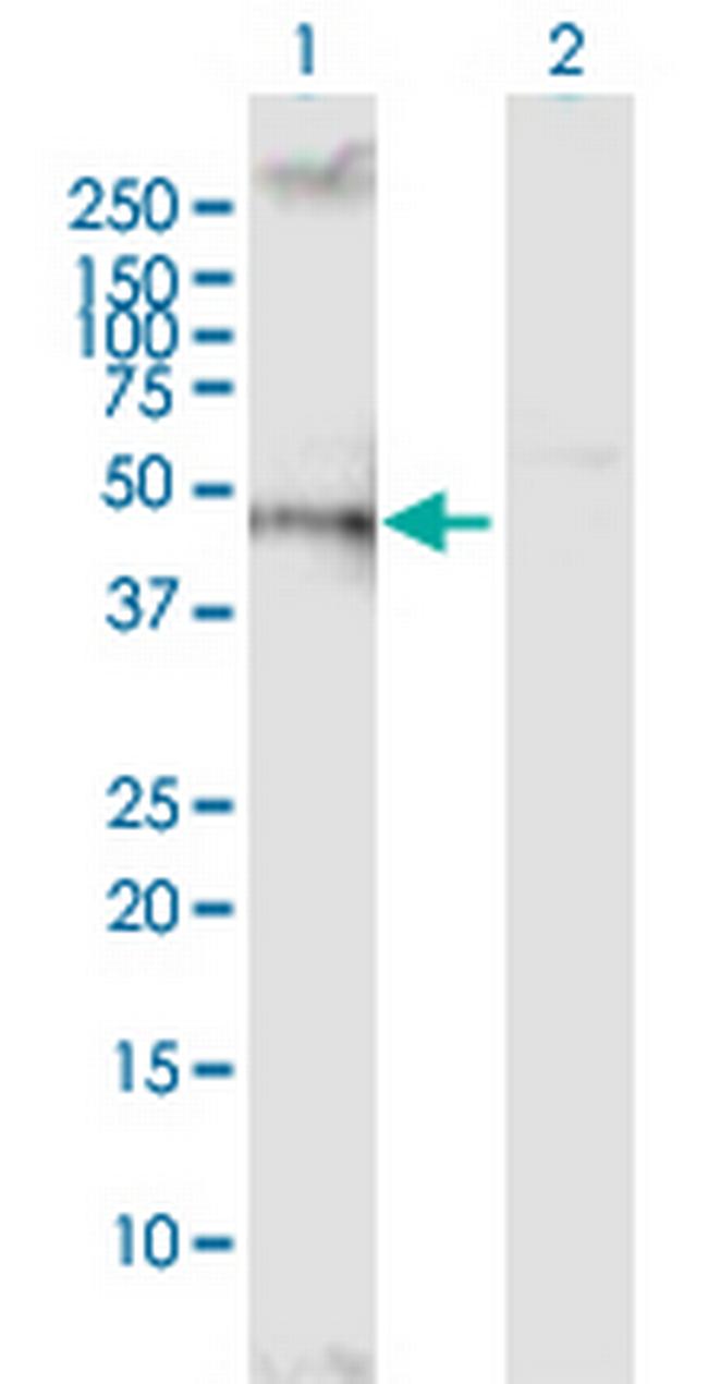 VSIR Antibody in Western Blot (WB)