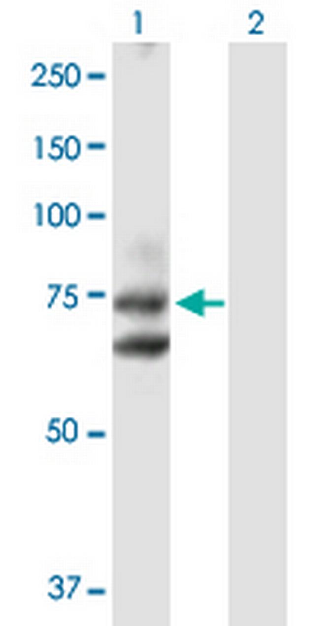 HHIP Antibody in Western Blot (WB)