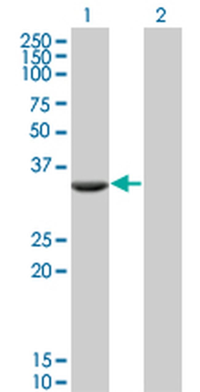 FTS Antibody in Western Blot (WB)