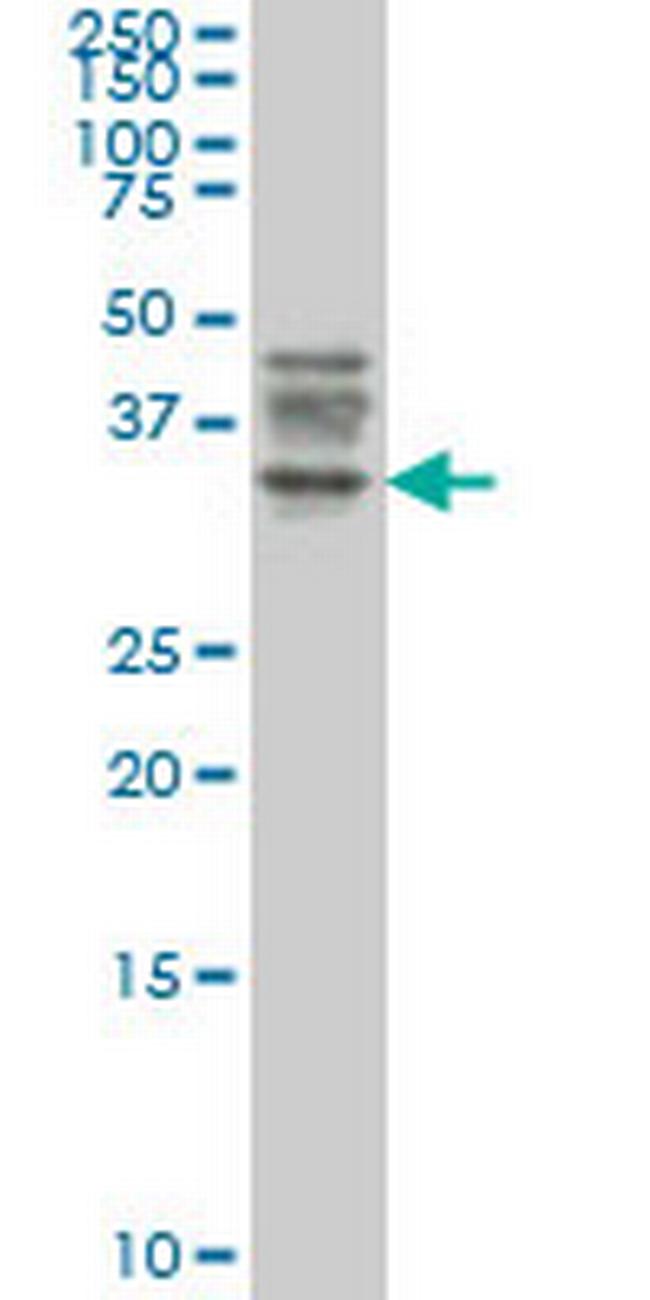 ATG3 Antibody in Western Blot (WB)