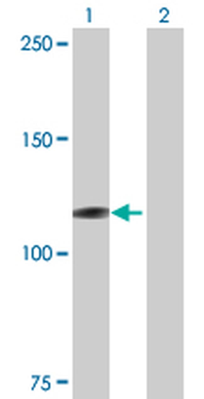 MICAL1 Antibody in Western Blot (WB)