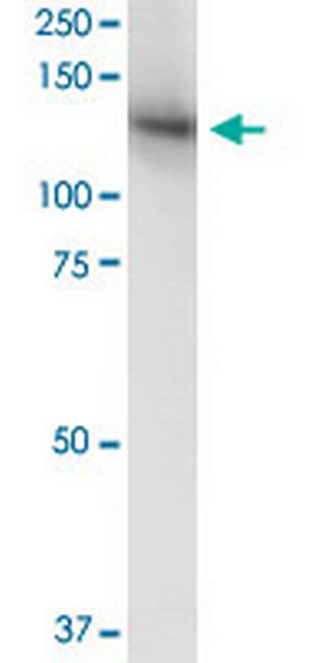 MICAL1 Antibody in Western Blot (WB)