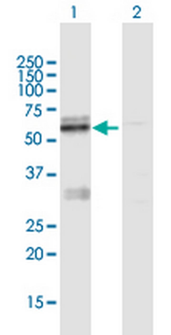 LMF1 Antibody in Western Blot (WB)