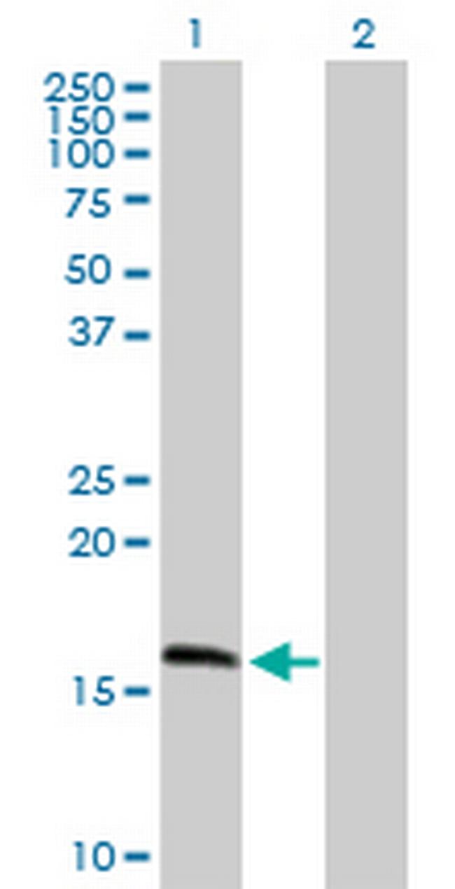 MRPS11 Antibody in Western Blot (WB)