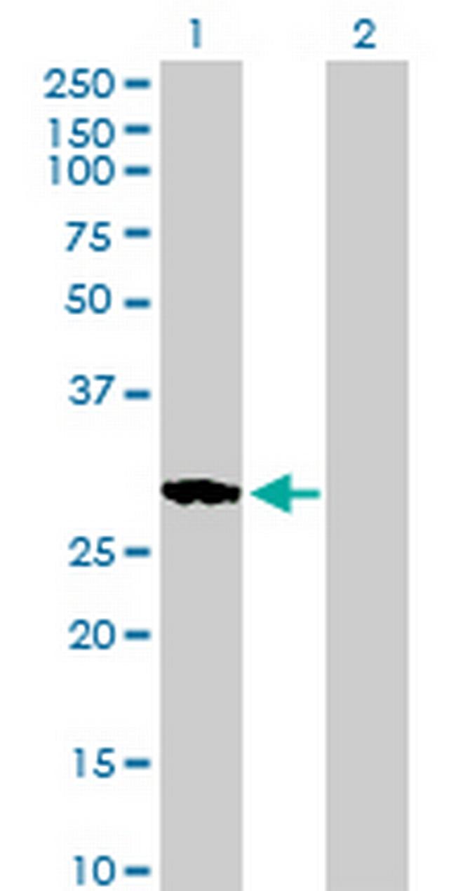 RASL11B Antibody in Western Blot (WB)