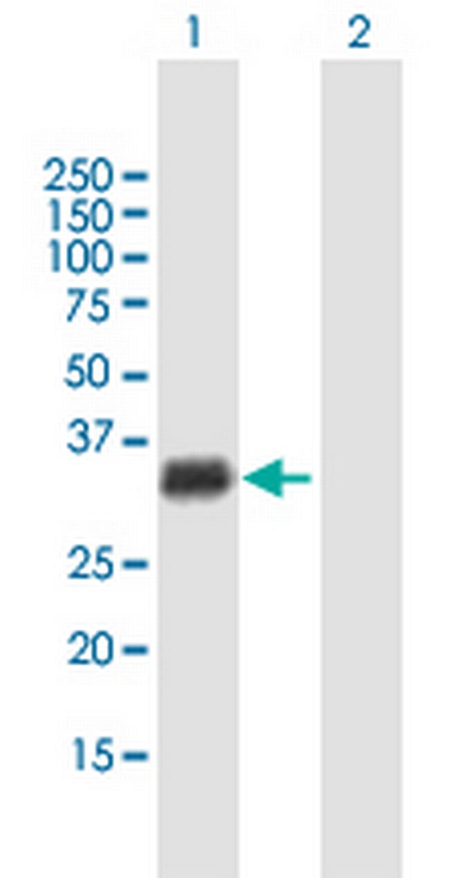 GIYD2 Antibody in Western Blot (WB)