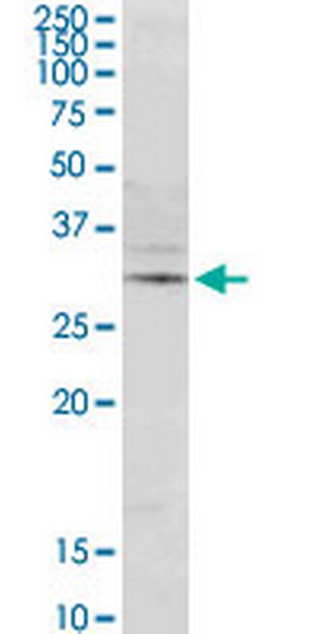 DERL1 Antibody in Western Blot (WB)