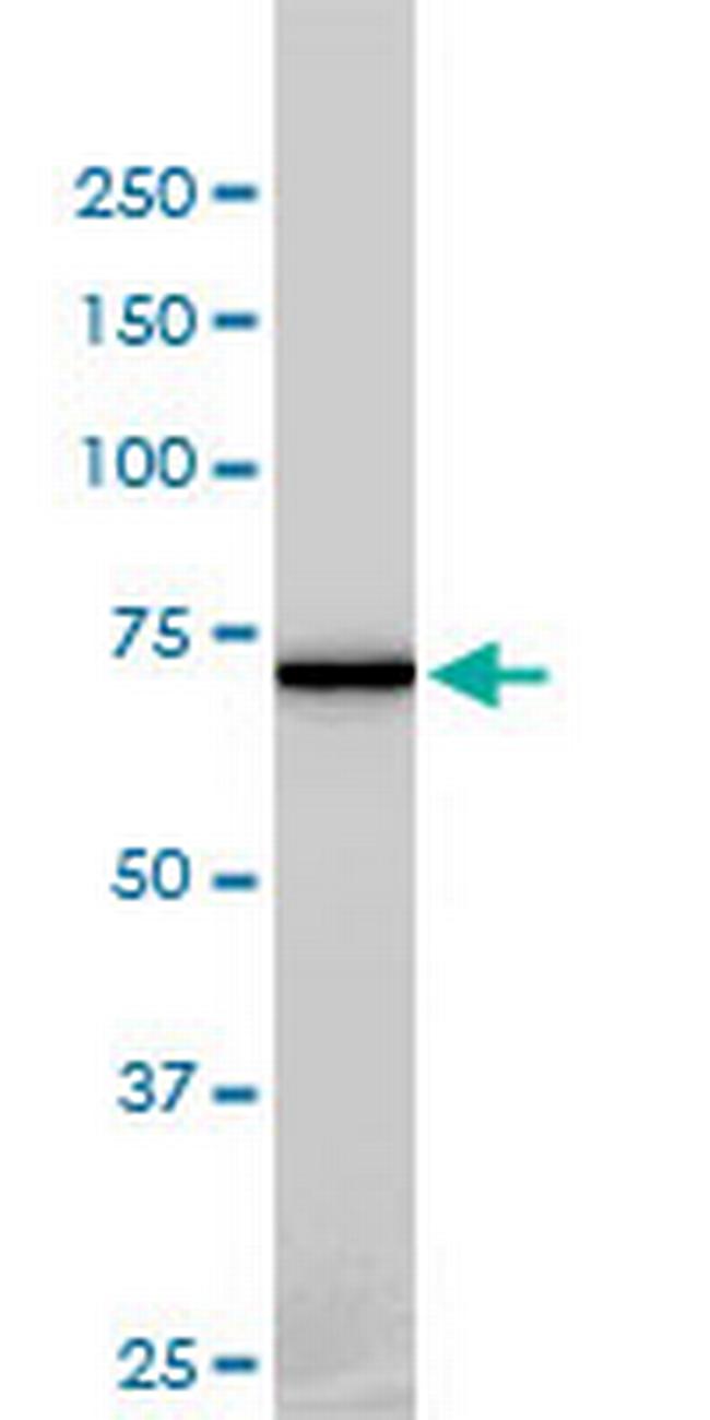 NEK11 Antibody in Western Blot (WB)