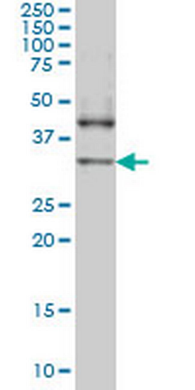 NANOG Antibody in Western Blot (WB)