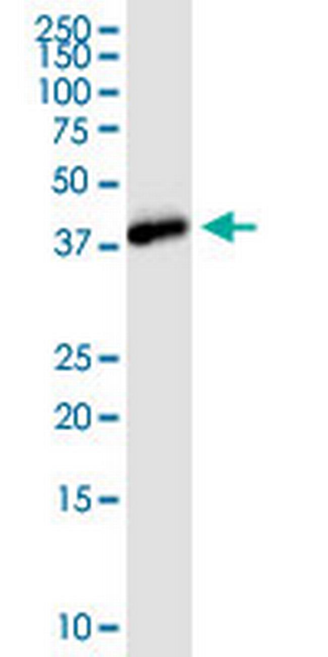 NANOG Antibody in Western Blot (WB)