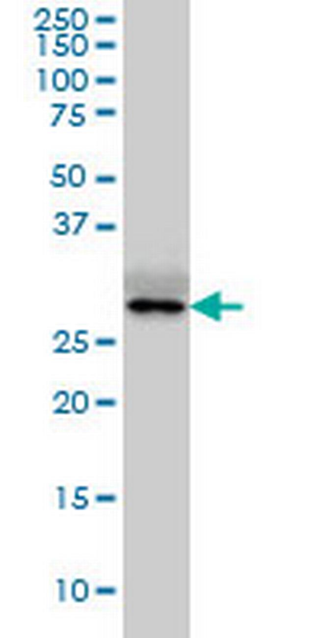 NANOG Antibody in Western Blot (WB)