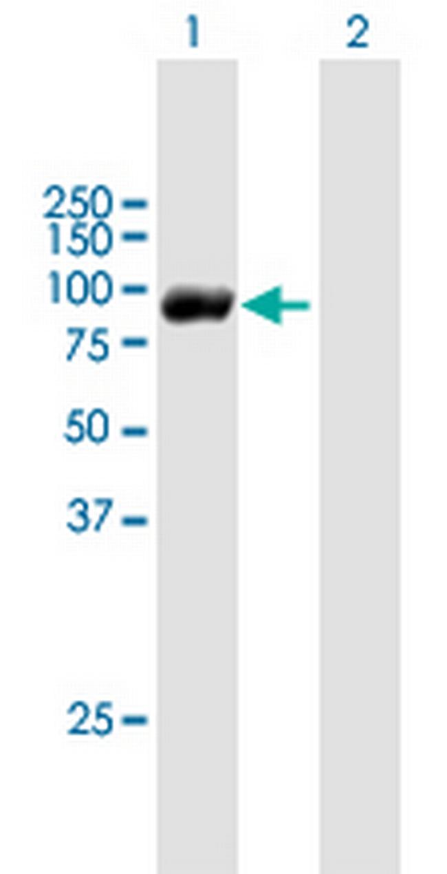 RBM35B Antibody in Western Blot (WB)