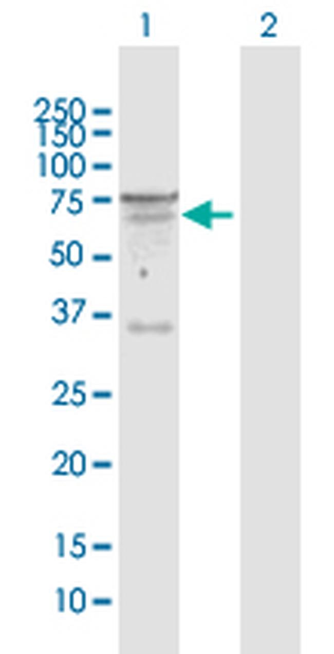 SEMA6D Antibody in Western Blot (WB)