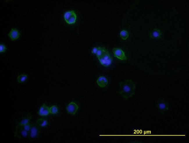 CD276 Antibody in Immunocytochemistry (ICC/IF)