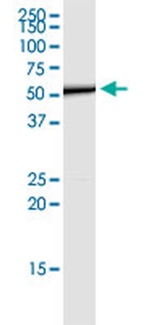 CD276 Antibody in Western Blot (WB)