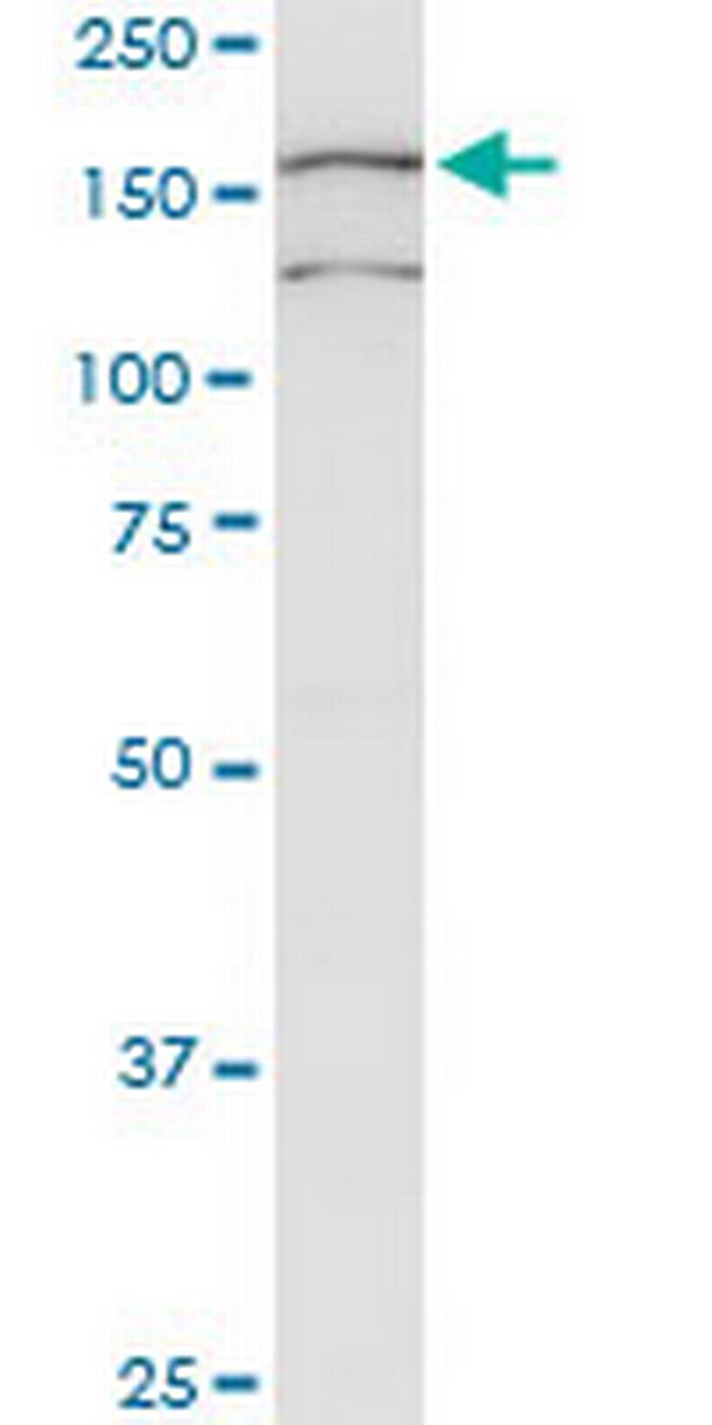 COLEC12 Antibody in Western Blot (WB)