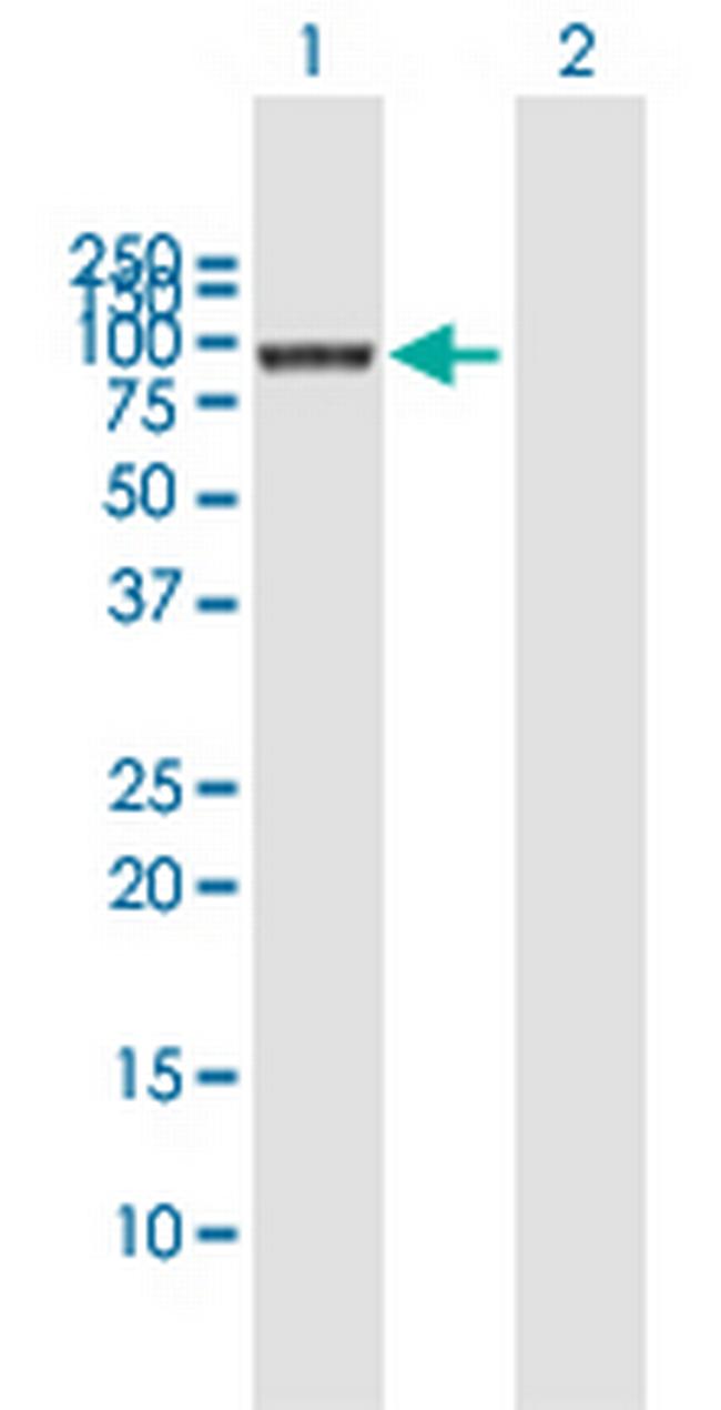 COG3 Antibody in Western Blot (WB)