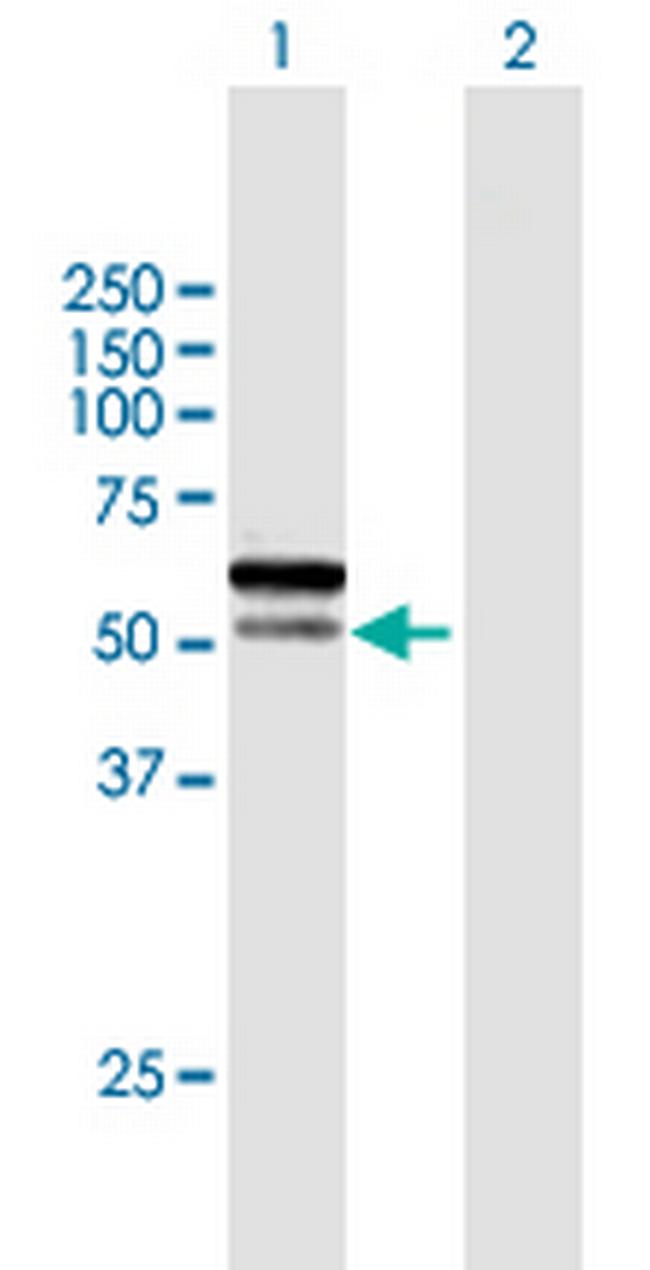 C1orf124 Antibody in Western Blot (WB)