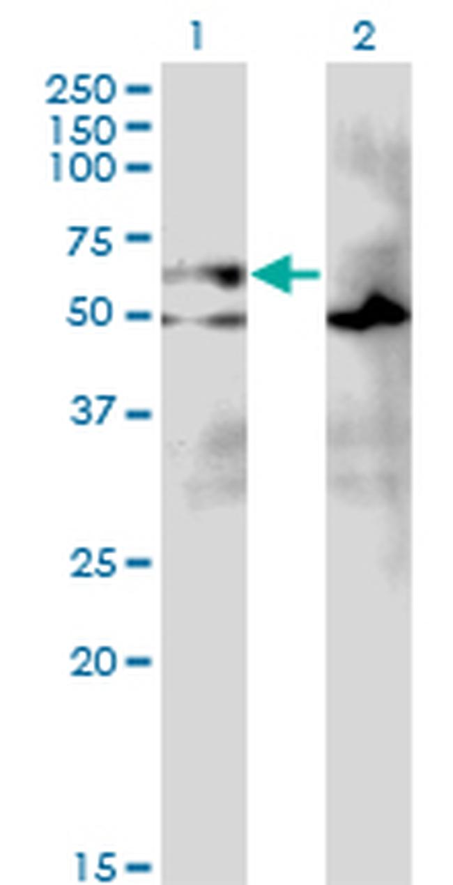 EIF2A Antibody in Western Blot (WB)