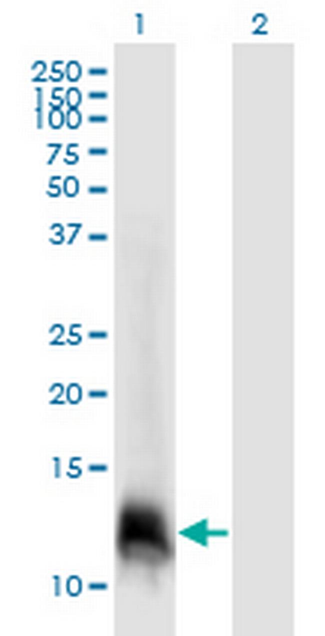 ELOF1 Antibody in Western Blot (WB)