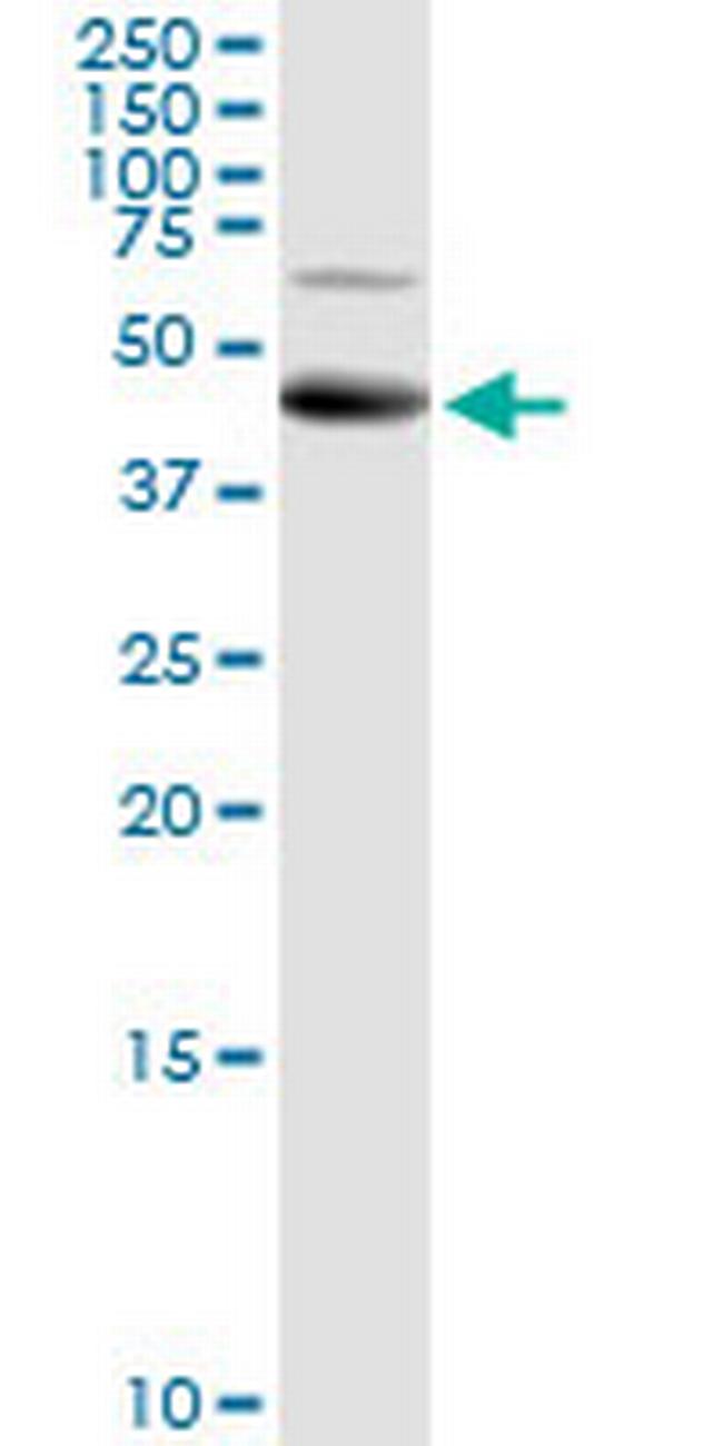 ALG2 Antibody in Western Blot (WB)