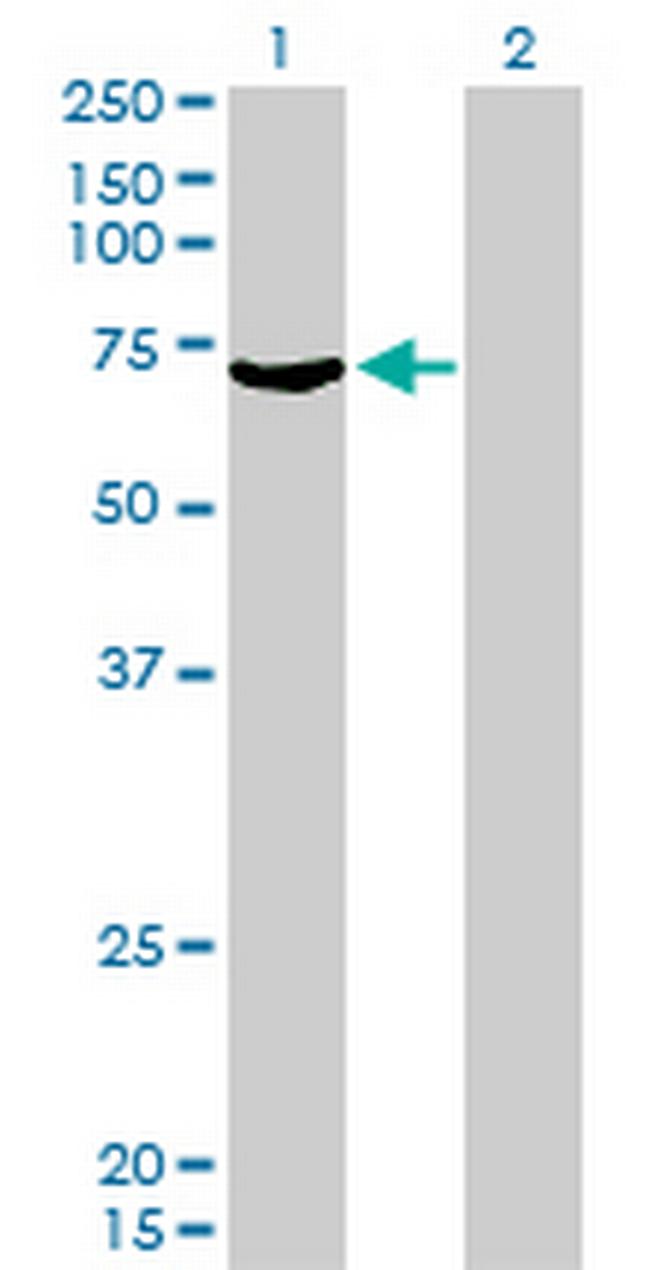 MYLK2 Antibody in Western Blot (WB)