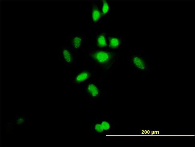 C21ORF66 Antibody in Immunocytochemistry (ICC/IF)