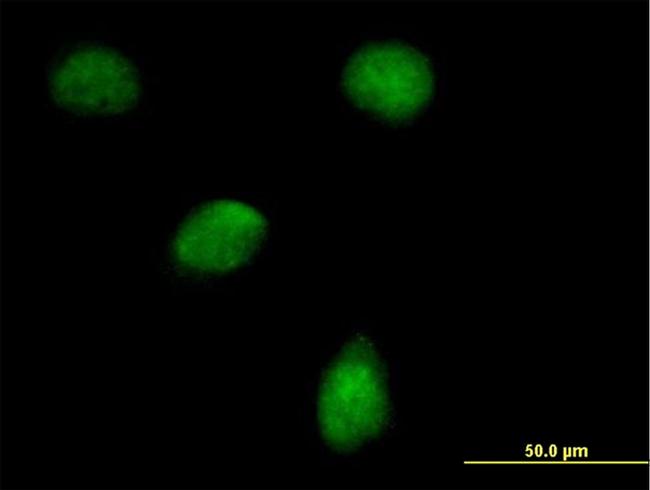 EGLN3 Antibody in Immunocytochemistry (ICC/IF)