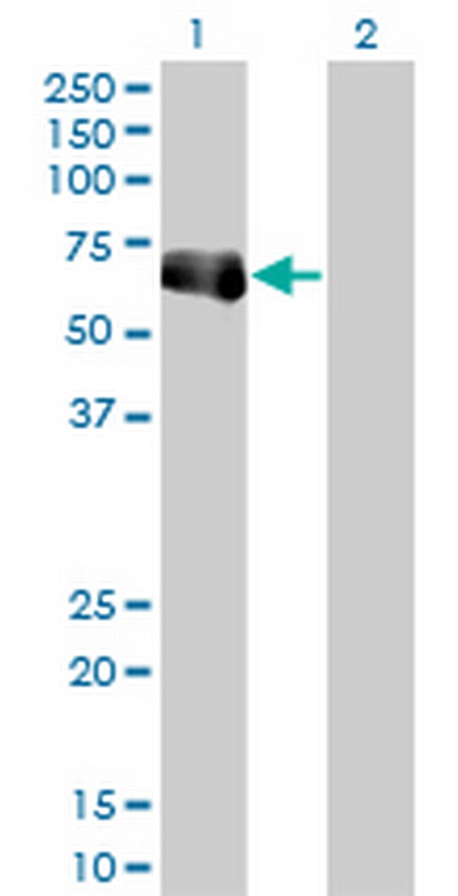 TRIM9 Antibody in Western Blot (WB)