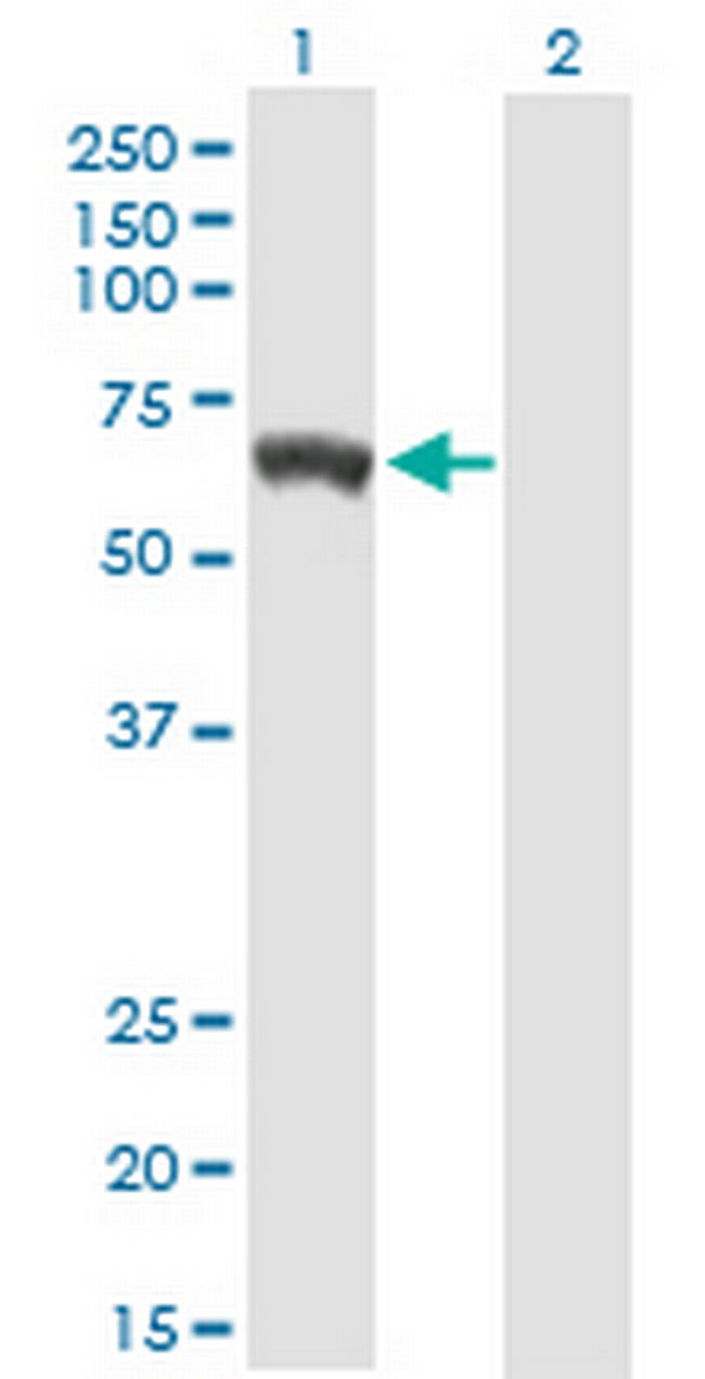 GBP5 Antibody in Western Blot (WB)