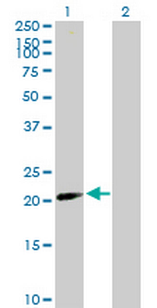 BATF2 Antibody in Western Blot (WB)