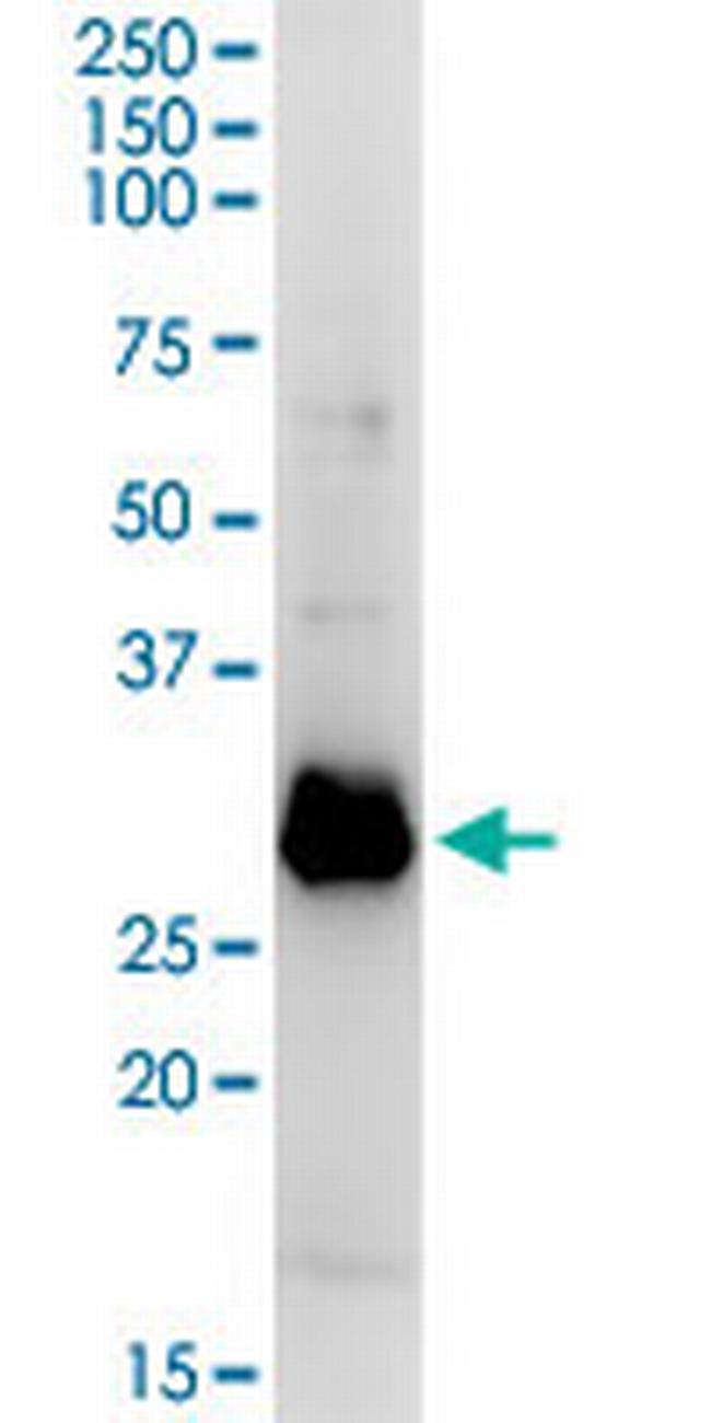 OLIG1 Antibody in Western Blot (WB)