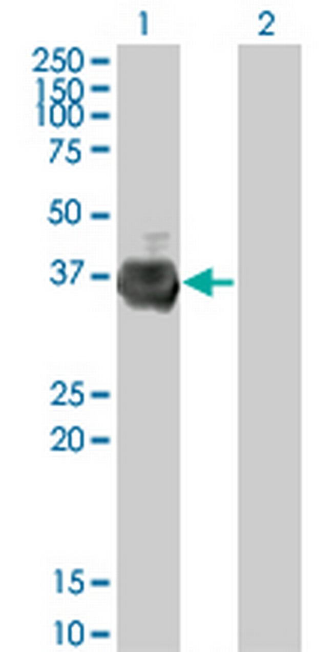 RFFL Antibody in Western Blot (WB)