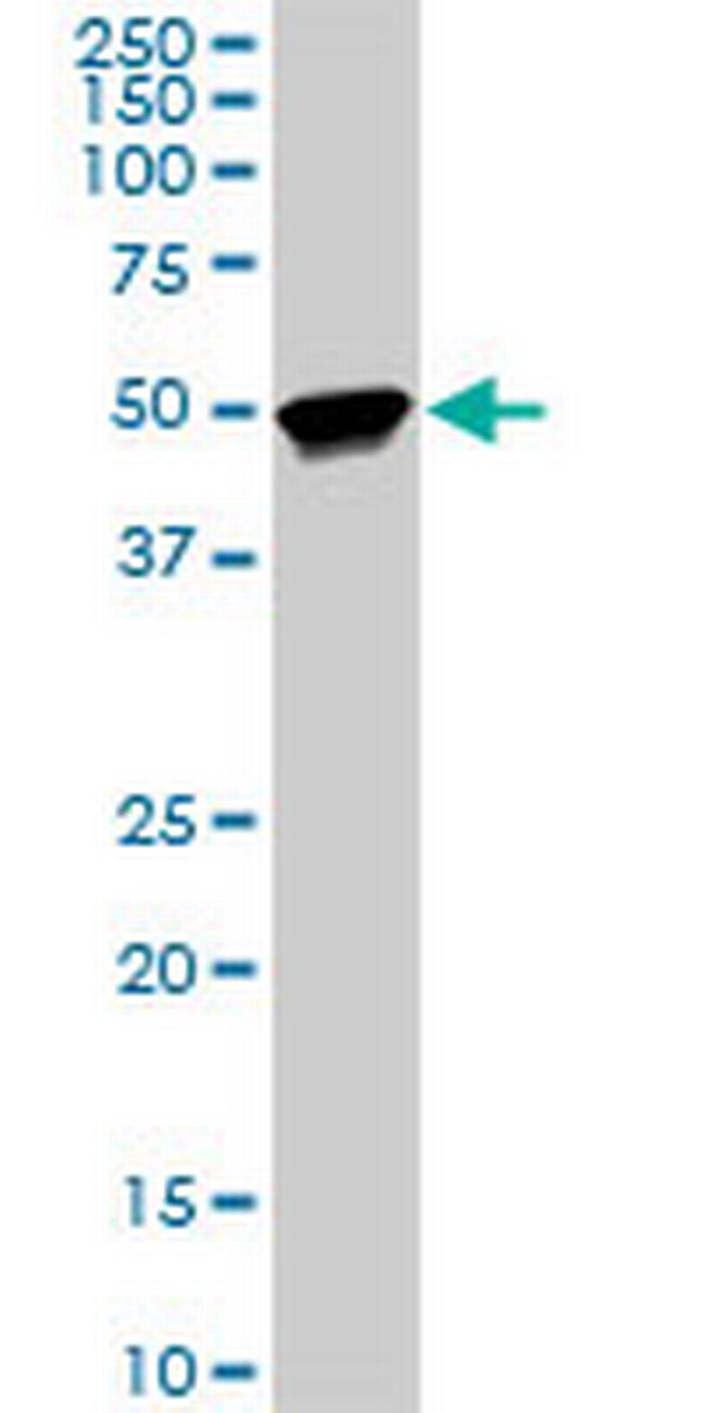 TTC8 Antibody in Western Blot (WB)