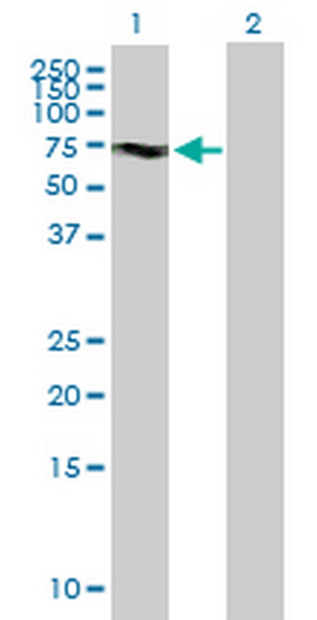 KIF19 Antibody in Western Blot (WB)