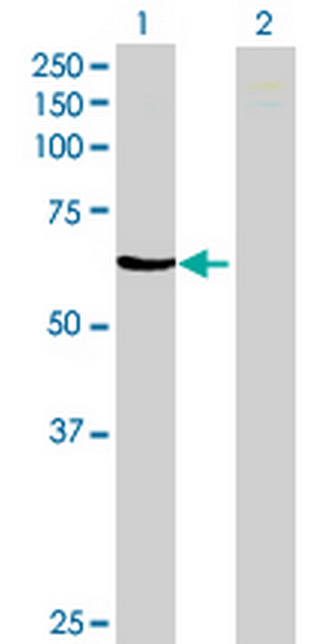 ZNF543 Antibody in Western Blot (WB)