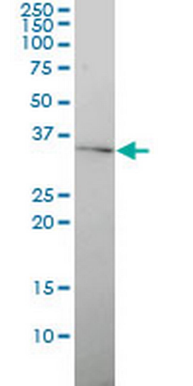 GJB4 Antibody in Western Blot (WB)