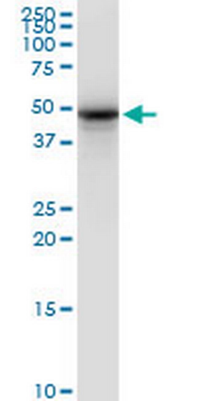 SYT2 Antibody in Western Blot (WB)