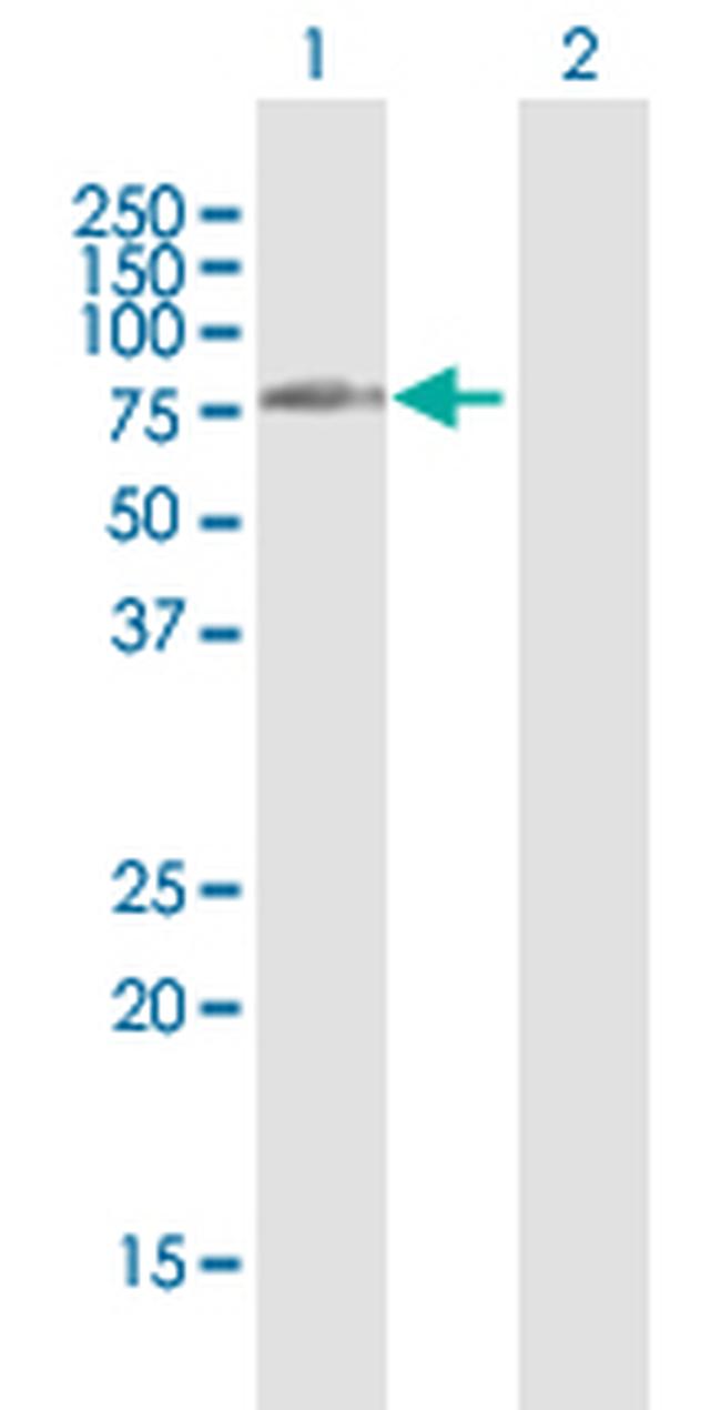 DIS3L2 Antibody in Western Blot (WB)