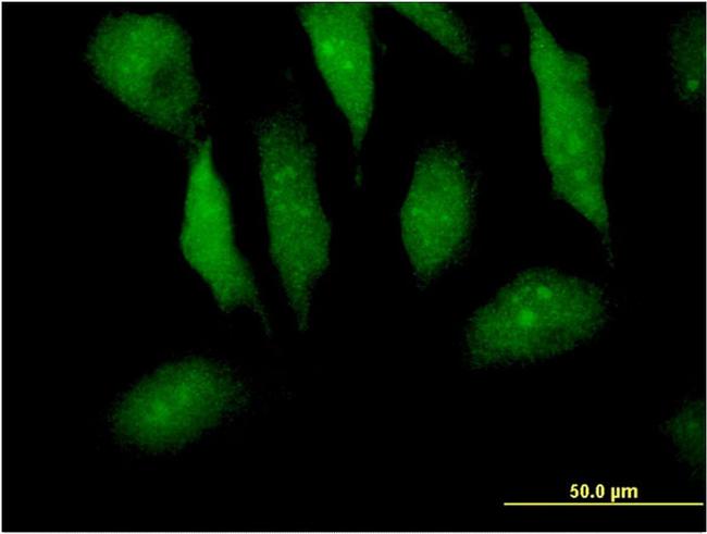 MTPN Antibody in Immunocytochemistry (ICC/IF)