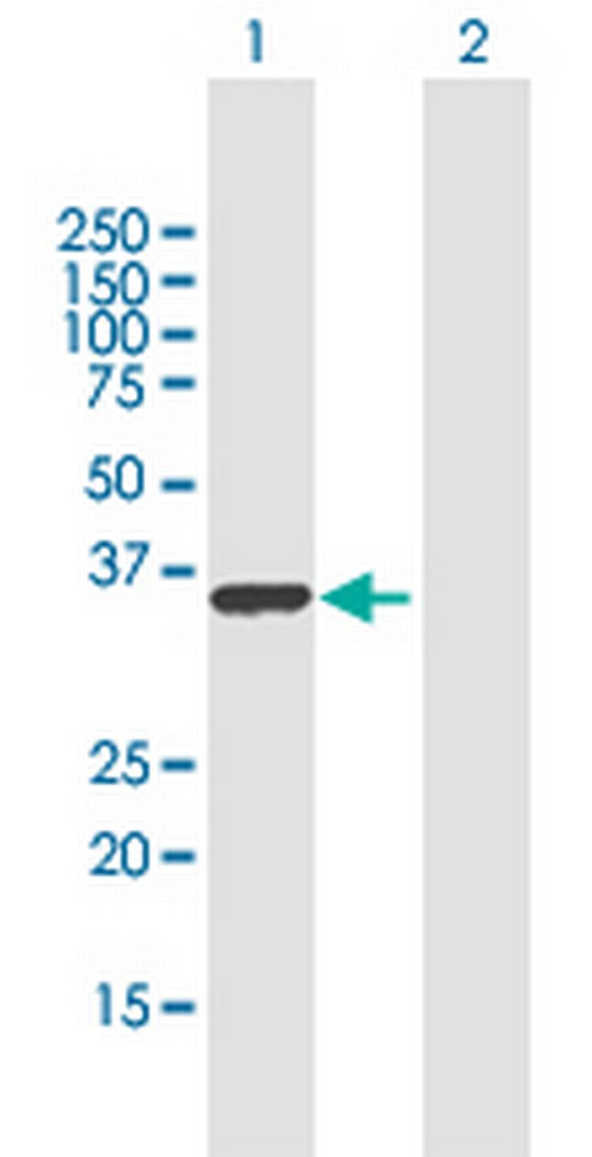 RALYL Antibody in Western Blot (WB)