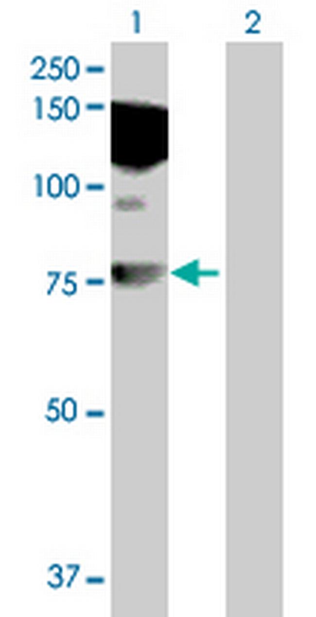 HDX Antibody in Western Blot (WB)