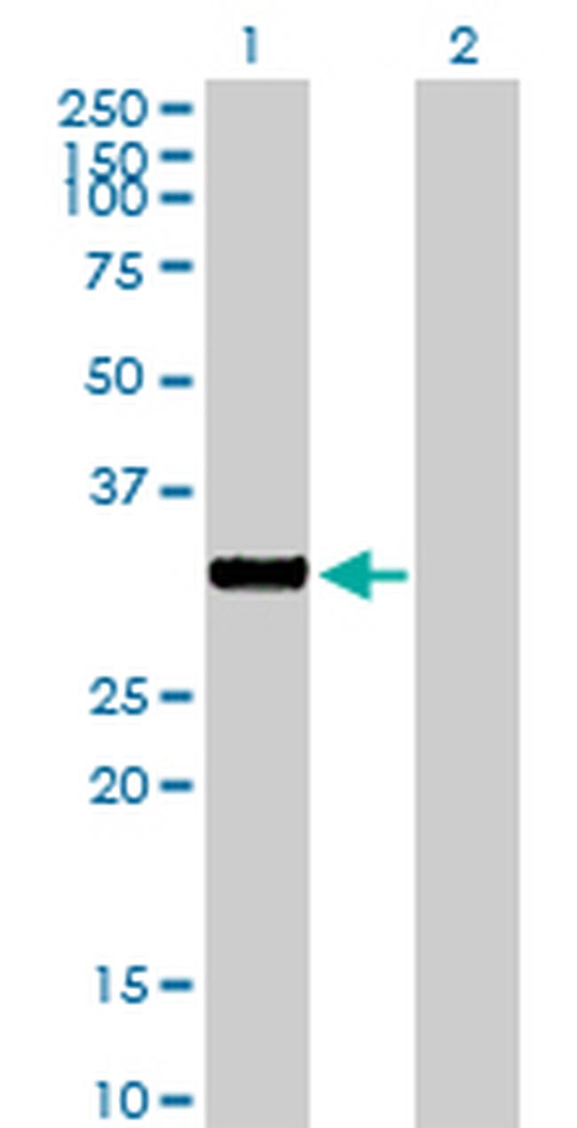 NEK7 Antibody in Western Blot (WB)