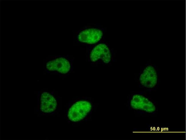 SFRS12 Antibody in Immunocytochemistry (ICC/IF)