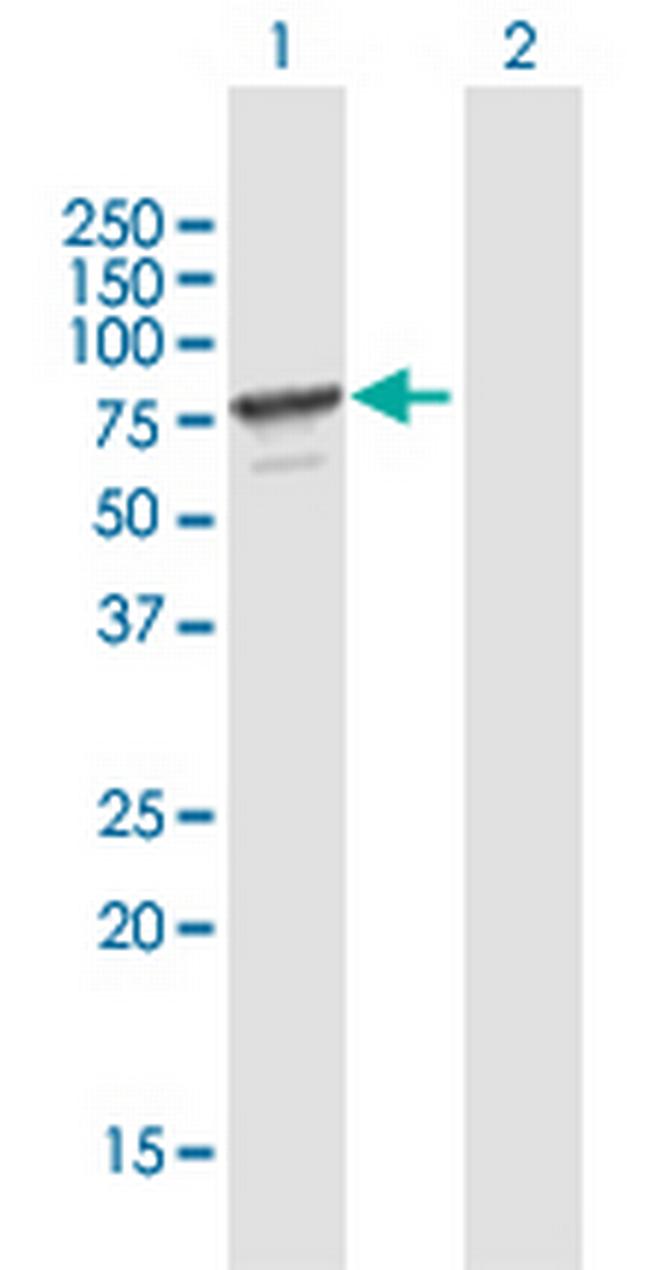 MPP7 Antibody in Western Blot (WB)