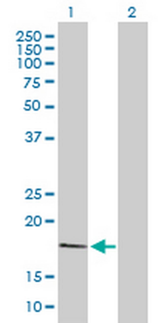 MDP-1 Antibody in Western Blot (WB)