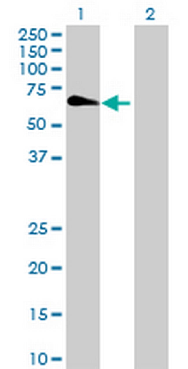 ZNF548 Antibody in Western Blot (WB)